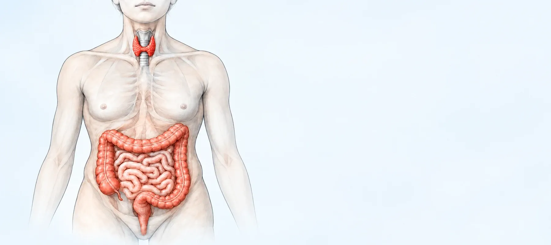 Ilustración médica del intestino y la glándula tiroides