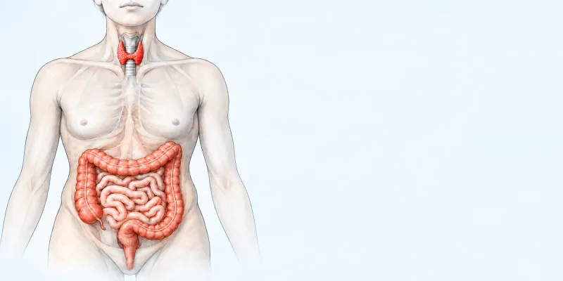 Ilustración médica del intestino y la glándula tiroides